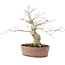 Acer palmatum, 21 cm, ± 20 years old, in a chipped pot