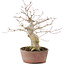 Acer palmatum, 21 cm, ± 20 ans, en pot ébréché
