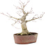 Acer palmatum, 21 cm, ± 20 Jahre alt, in einem angeschlagenen Topf