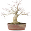 Acer palmatum, 21 cm, ± 20 anni, in vaso scheggiato