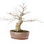 Acer palmatum, 21 cm, ± 20 years old, in a chipped pot
