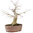 Acer palmatum, 21 cm, ± 20 Jahre alt, in einem angeschlagenen Topf