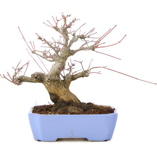 Acer palmatum, 18,5 cm, ± 20 años