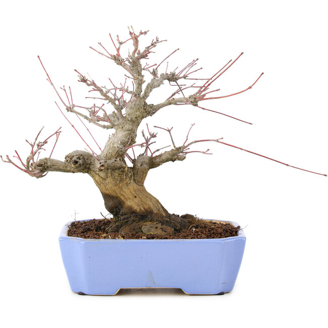 Acer palmatum, 18,5 cm, ± 20 anni, con un nebari di 8 cm