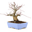 Acer palmatum, 18,5 cm, ± 20 anni, con un nebari di 8 cm