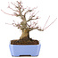 Acer palmatum, 18,5 cm, ± 20 anni, con un nebari di 8 cm