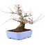 Acer palmatum, 18,5 cm, ± 20 anni, con un nebari di 8 cm