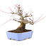 Acer palmatum, 18,5 cm, ± 20 years old, with a nebari of 8 cm