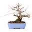 Acer palmatum, 18,5 cm, ± 20 anni, con un nebari di 8 cm