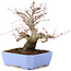 Acer palmatum, 18,5 cm, ± 20 anni, con un nebari di 8 cm