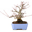 Acer palmatum, 18,5 cm, ± 20 anni, con un nebari di 8 cm