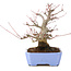 Acer palmatum, 18,5 cm, ± 20 years old, with a nebari of 8 cm
