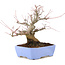 Acer palmatum, 18,5 cm, ± 20 anni, con un nebari di 8 cm