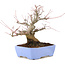 Acer palmatum, 18,5 cm, ± 20 jaar oud, met een nebari van 8 cm