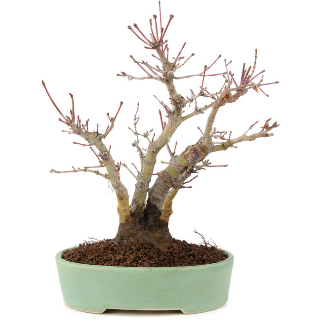 Acer palmatum, 21,5 cm, ± 10 ans