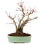 Acer palmatum, 21,5 cm, ± 10 jaar oud