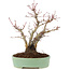 Acer palmatum, 21,5 cm, ± 10 years old