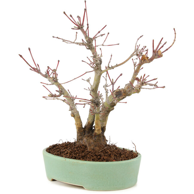 Acer palmatum, 21,5 cm, ± 10 Jahre alt