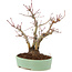 Acer palmatum, 21,5 cm, ± 10 años