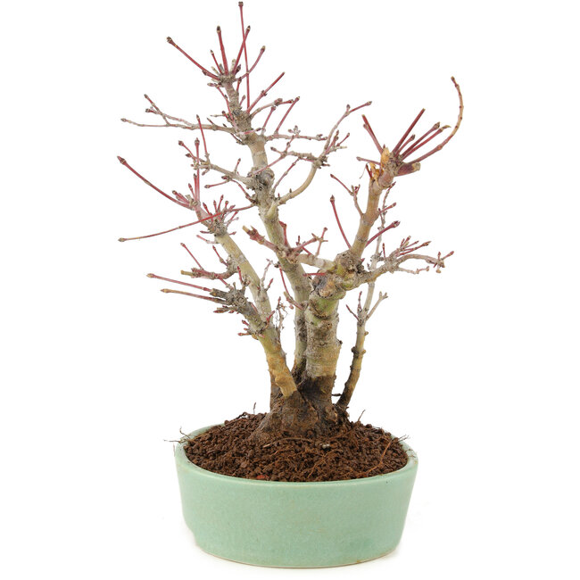 Acer palmatum, 21,5 cm, ± 10 anni