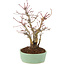 Acer palmatum, 21,5 cm, ± 10 jaar oud