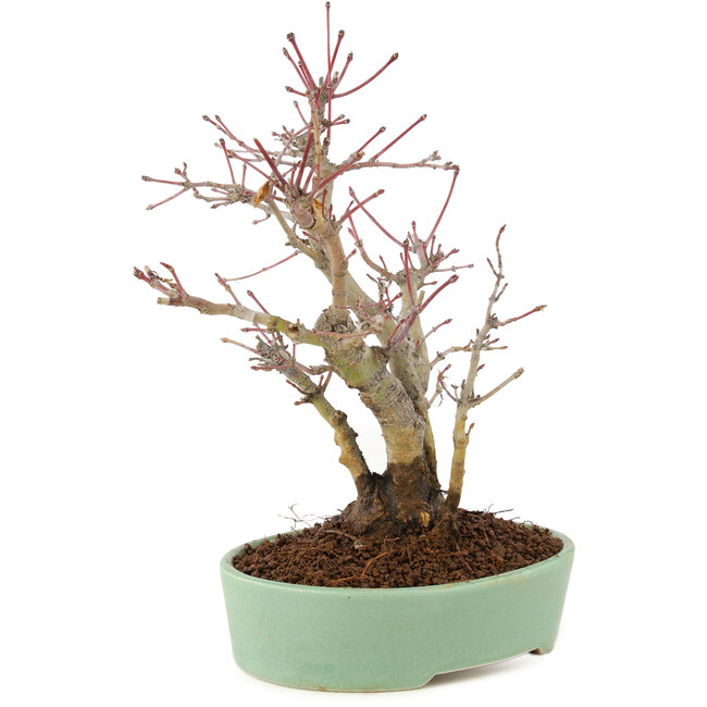 Acer palmatum, 21,5 cm, ± 10 ans