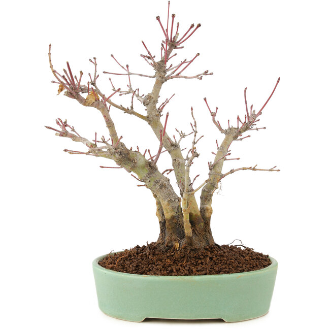 Acer palmatum, 21,5 cm, ± 10 jaar oud