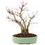 Acer palmatum, 21,5 cm, ± 10 years old