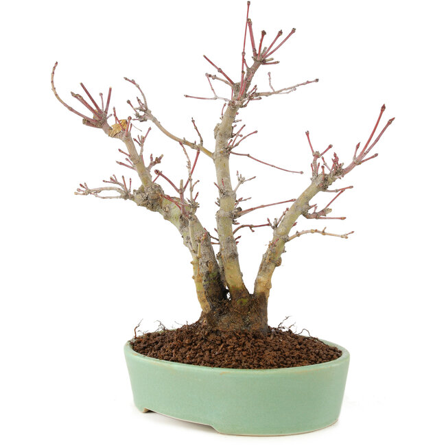 Acer palmatum, 21,5 cm, ± 10 jaar oud
