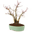 Acer palmatum, 21,5 cm, ± 10 Jahre alt