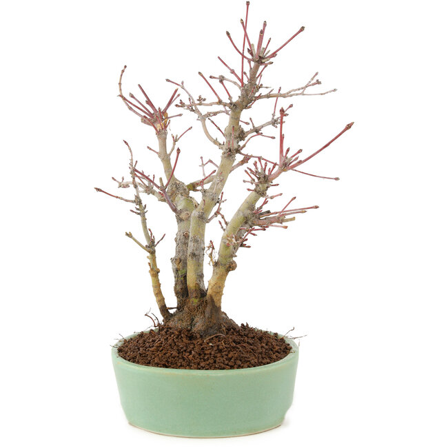 Acer palmatum, 21,5 cm, ± 10 jaar oud