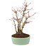 Acer palmatum, 21,5 cm, ± 10 años