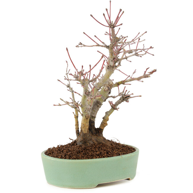 Acer palmatum, 21,5 cm, ± 10 years old