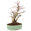 Acer palmatum, 21,5 cm, ± 10 años