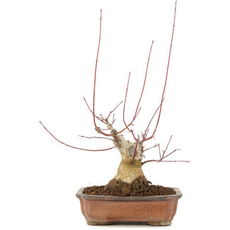 Acer palmatum, 17,5 cm, ± 20 jaar oud