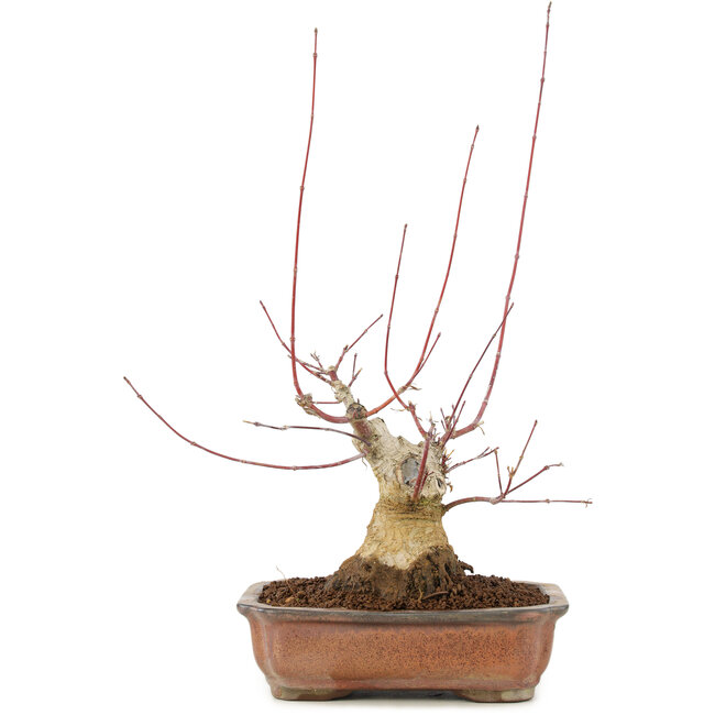 Acer palmatum, 17,5 cm, ± 20 anni