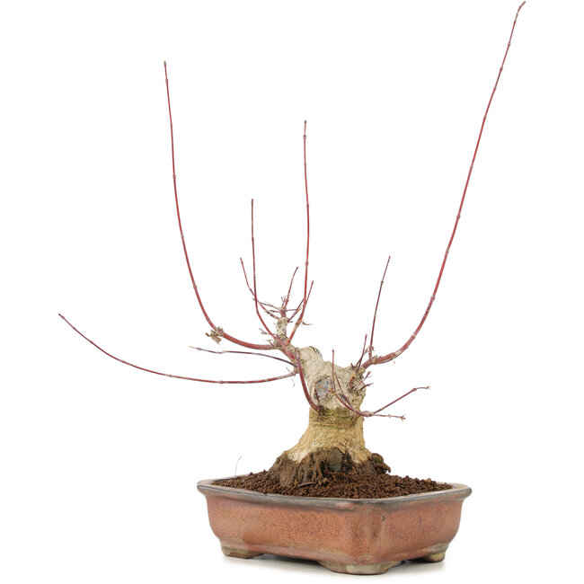 Acer palmatum, 17,5 cm, ± 20 ans