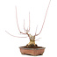 Acer palmatum, 17,5 cm, ± 20 ans