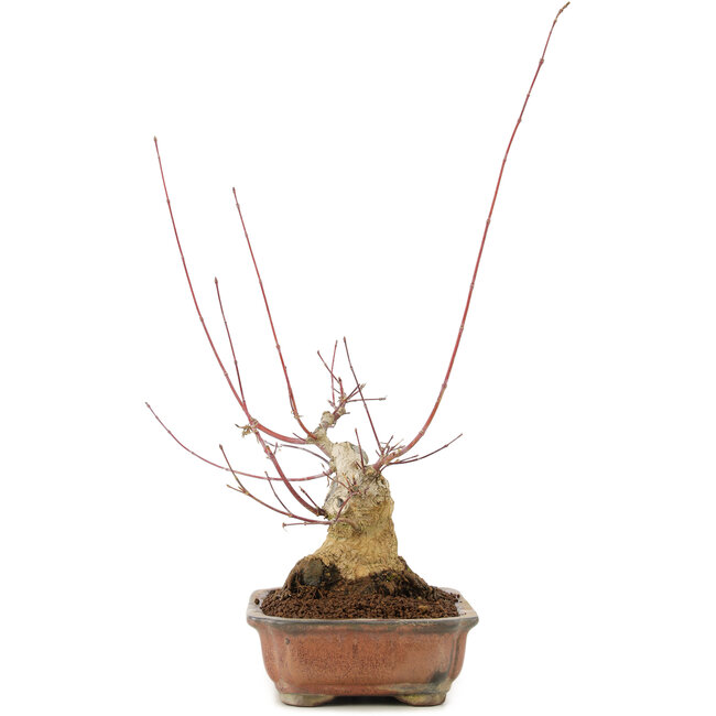 Acer palmatum, 17,5 cm, ± 20 jaar oud