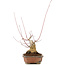 Acer palmatum, 17,5 cm, ± 20 jaar oud