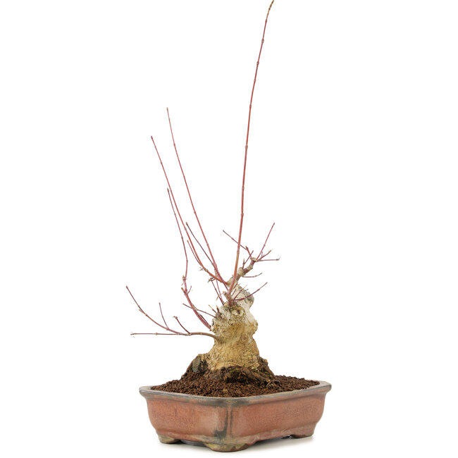 Acer palmatum, 17,5 cm, ± 20 years old