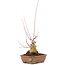 Acer palmatum, 17,5 cm, ± 20 años