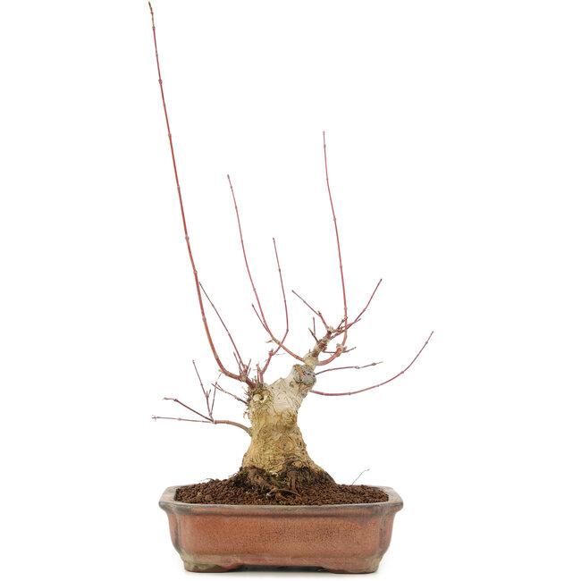 Acer palmatum, 17,5 cm, ± 20 anni
