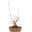 Acer palmatum, 17,5 cm, ± 20 jaar oud