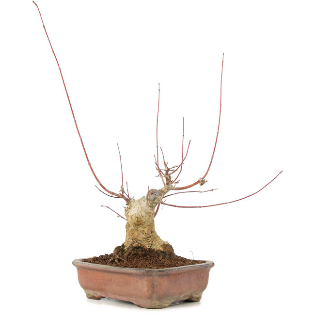 Acer palmatum, 17,5 cm, ± 20 jaar oud