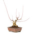 Acer palmatum, 17,5 cm, ± 20 años