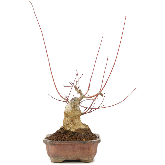 Acer palmatum, 17,5 cm, ± 20 ans