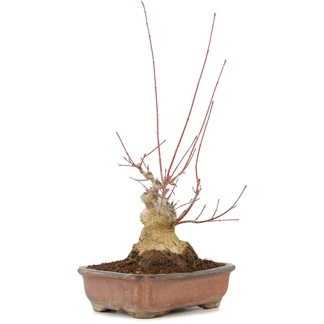 Acer palmatum, 17,5 cm, ± 20 ans