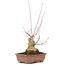 Acer palmatum, 17,5 cm, ± 20 años