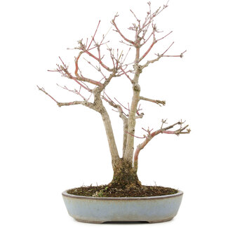 Yamaaki Acer palmatum, 36,5 cm, ± 20 años